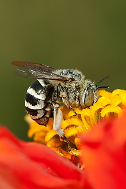 Bee (Apocrita), North West Bulgaria, EuropeOrder Hymenoptera;Family Apidae