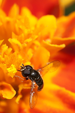 Hoverfly (Syrphidae), North West Bulgaria, EuropeOrder Diptera (true flies);Sub-order Cyclorrhapha