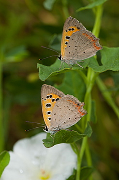 Hairstreaks (Lycaenidae), North West Bulgaria, Europe