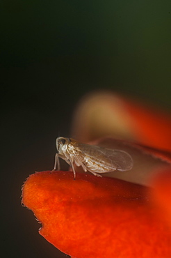 Leafhopper (Cicadellidae), North West Bulgaria, Europe