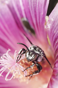 Bee (Apocrita) on hibiscus flower, North West Bulgaria, EuropeOrder Hymenoptera;Family Apidae