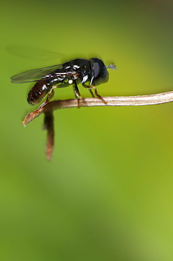 Hoverfly (Syrphidae), North West Bulgaria, EuropeOrder Diptera (true flies);Sub-order Cyclorrhapha