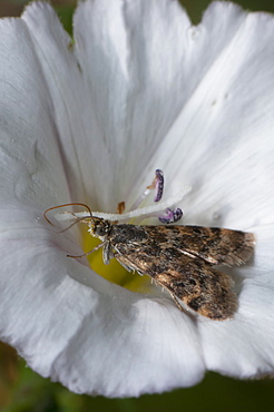 Grass moth (Crambidae), North West Bulgaria, Europe