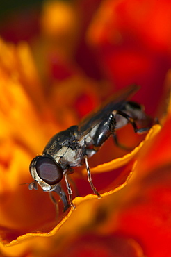 Hoverfly (Syrphidae), North West Bulgaria, EuropeOrder Diptera (true flies);Sub-order Cyclorrhapha