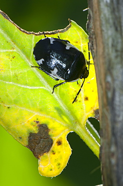 Beetle, North West Bulgaria, EuropeOrder Coleoptera