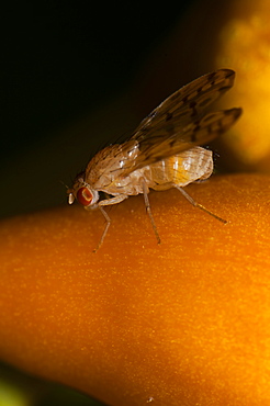 Fly (Diptera) (true flies), North West Bulgaria, Europe