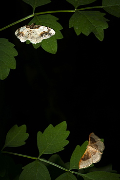 Moth (Geometridae), North West Bulgaria, EuropeFamily Geometridae