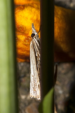 Grass moth (Crambidae), North West Bulgaria, Europe