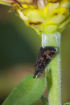 Grass moth (Crambidae), North West Bulgaria, Europe