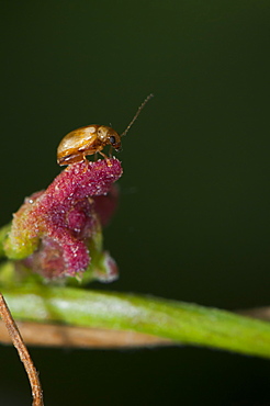 Jumping leaf beetle, North West Bulgaria, EuropeOrder Coleoptera