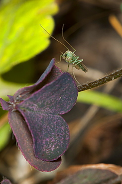 Midge fly, North West Bulgaria, Europe