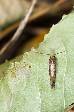 Grass moth (Crambidae), North West Bulgaria, Europe