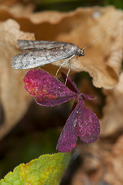 Grass moth (Crambidae), North West Bulgaria, Europe