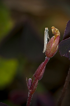 Grass moth (Crambidae), North West Bulgaria, Europe