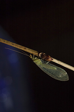 Common green lacewing (Chrysoperla carnea), North West Bulgaria, EuropeFamily Chrysopidae;Order Neuroptera