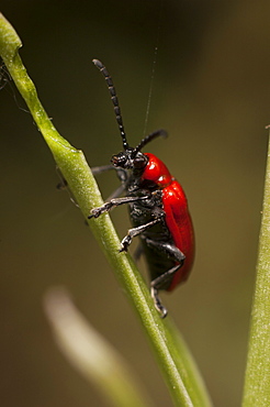 Scarlet lily beetle (Lilioceris lilii), North West Bulgaria, Europe