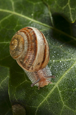 Phylum Mollusca, Class of Gastropoda, North West Bulgaria, Bulgaria, Europe