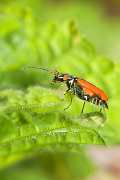 Beetle, Coleoptera, North West Bulgaria, Bulgaria, Europe