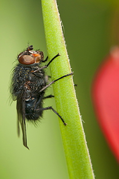 Fly, Diptera (True flies), North West Bulgaria, Bulgaria, Europe