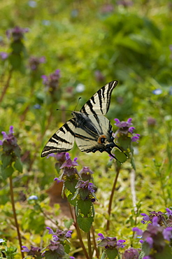 Scarce swallowtail (Iphiclides podalirius) (Papilionidae), Bulgaria, Europe