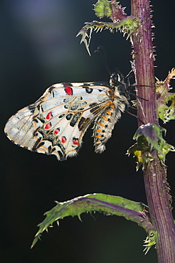 Spanish festoon (Zerynthia rumina), Bulgaria, Europe