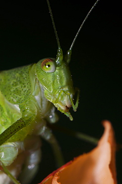 Great green bush-cricket (Tettigonia viridissima), Bulgaria, Europe