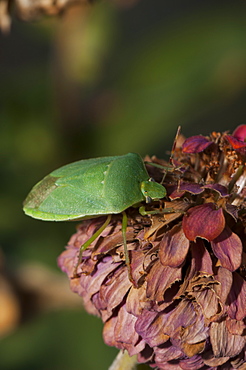 Southern green shieldbug (Nezara viridula) (Pentatomidae), Bulgaria, Europe