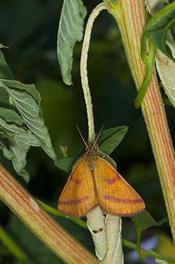 Purple-barred yellow moth (Lythria purpuraria) (Geometridae), Bulgaria, Europe