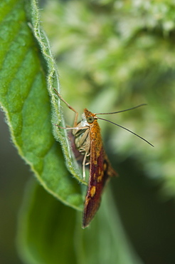 Pyrausta purpuralis, Crambidae, Bulgaria, Europe