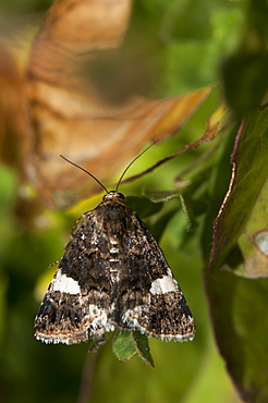 Four-spotted (Tyta luctuosa) (Noctuidae), Bulgaria, Europe