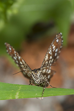 Latticed heath (Chiasmia clathrata), Bulgaria, Europe