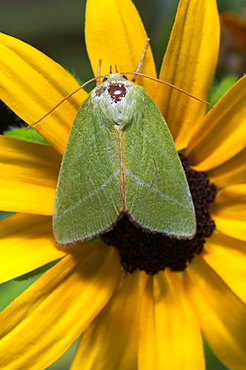 Scarce silver-lines (Bena bicolorana) (Noctuidae), Bulgaria, Europe