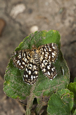 Latticed heath (Chiasmia clathrata), Bulgaria, Europe