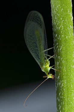 Common green lacewing (Chrysoperla carnea) (Chrysopidae) (Neuroptera), Bulgaria, Europe