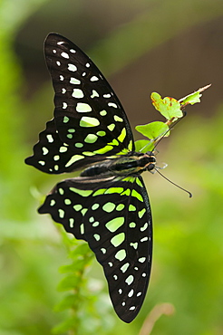 Green-spotted triangle (tailed green jay) (green triangle) (Graphium agamemnon) (Papilionidae), Grevenmacher Butterfly Garden, Luxembourg, Europe