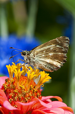 Skipper (Hesperiidae), Bulgaria, Europe