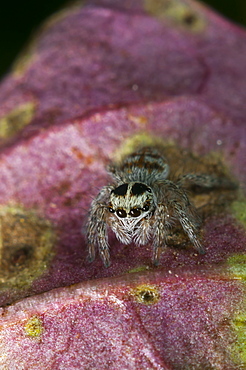 Jumping spider (Salticidae), Bulgaria, Europe