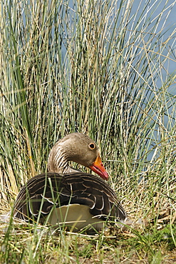 Greylag on nest. UK   (RR)