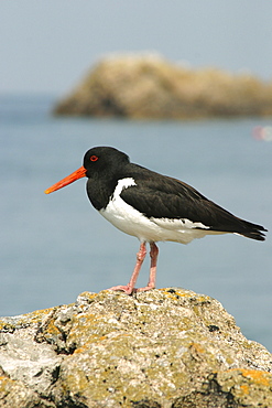 Oystercatcher. UK   (RR)