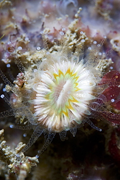 Devonshire Cup Coral Caryophyllia smithii