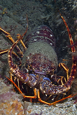 Crawfish Palinurus elephas