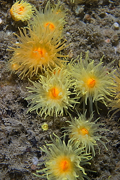 Sunset Cup Coral Leptopsammia pruvoti