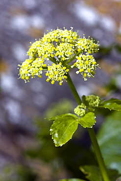 Alexanders (Smyrnium olusatrum). Gouliot Headland, Sark, British Channel Islands, UK