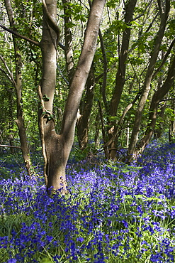 Bluebell (Hyacinthoides non-scripta). Dixcart Woods, Sark, British Channel Islands, UK