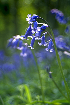 Bluebell (Hyacinthoides non-scripta). Sark British Channel Islands, UK