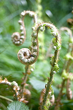 Fern uncurling (Dryopteris sp). Dixcart Woods, Sark, British Channel Islands, UK