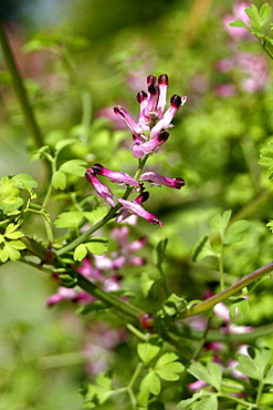 Common Ramping Fumitory (Fumaria muralis). Sark British Channel Islands, UK