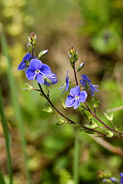 Germander Speedwell (Veronica austriaca). Sark British Channel Islands, UK