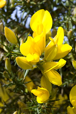 Gorse (Ulex europaeus). Gouliot Headland, Sark, British Channel Islands, UK