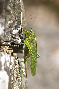 Locust